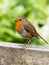 Side view of a Common Robin standing on a fence rail