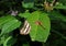 Side view of a Common sailer butterfly on a leaf