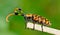 Side view of common tuft-bearing longhorn hanging on leaf