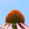 Side view of Coneflower flower head centre cone