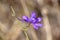 Side view of Consolida regalis Gray flower.