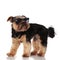 Side view of cool yorkshire terrier wearing sunglasses and chain