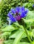 Side view of cornflower in bloom showing its intense blue colour and intricate body shape