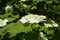 Side view of corymb of white flowers of Viburnum opulus in May