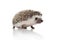 Side view of curious african hedgehog searching