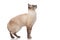 Side view of curious burmese cat standing and looking up