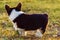 Side view of curious little young brown white dog welsh pembroke corgi stand on green grass, turning head in park yard.