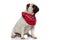 Side view of curious Pug puppy wearing bandana