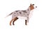 Side view of cute adult dog. Pretty doggy with spotty fur. Canine animal with faithful look. Flat vector illustration of