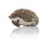 Side view of cute african hedgehog exploring