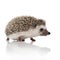 Side view of cute african hedgehog searching