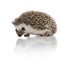 Side view of cute african hedgehog sniffing and exploring