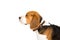 side view of cute beagle dog in collar