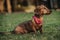 Side view of a cute brown dwarf dachshund with a stylish scarf on its neck playing in a park