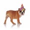 Side view of cute brown english bulldog with birthday hat