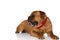 Side view of cute bullmastiff dog with bandana looking to side and panting