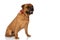 Side view of cute bullmastiff puppy with red bowtie panting