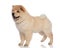 Side view of cute chow chow standing with mouth open