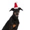 Side view of cute dobermann dog wearing christmas hat