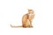 side view of cute domestic ginger cat with long tail sitting