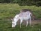 Side view of cute dove grey and white Contentin donkeys grazing in field