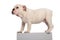 Side view of cute english bulldog standing on grey crate