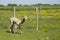 Side view of cute freshly shorn peach coloured alpaca seen walking in enclosure