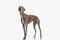 side view of cute greyhound dog with skinny legs standing and looking up