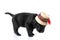 Side view of cute labrador retriever puppy wearing traditional hat