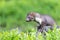 Side view of cute marten outdoors