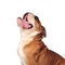 Side view of cute panting english bulldog looking up