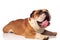 Side view of cute panting english bulldog relaxing