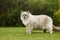 Side view of cute ragdoll tomcat with beautiful eyes standing on a grass