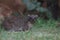 Side view of cute rock hyrax sitting on grass in the wild Meru National Park, Kenya