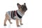 Side view of cute small frenchie in costume looking up