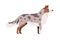 Side view of cute young dog. Beautiful doggy with multicolored fur and spots. Realistic canine animal standing and