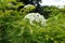 Side view of cyme of flowers of gold leaf European elderberry