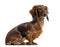 Side view of a Dachshund sitting, isolated