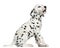 Side view of a Dalmatian puppy barking, sitting, isolated