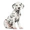 Side view of a Dalmatian puppy sitting, looking at the camera