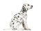 Side view of a Dalmatian puppy sitting, looking up, isolated