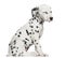 Side view of a Dalmatian puppy sitting, tired, isolated