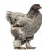 Side view of a Dark Brahma hen, isolated