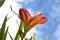 Side view of a daylily blossom against a sky background