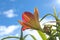 Side view of a daylily blossom against a sky background