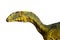 Side View Dinosaur Isolated Photo