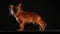 Side view of a dog of the Russian Toy Terrier breed in a dark studio on a black background. Longhaired, eared pet stands