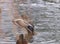 Side view of a duck waving its wings on a pond