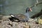 This is a side view of a dusky moorhen resting by the lake