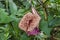 A side view of a Dutchmans Pipe plant growing in the jungle near Tortuguero in Costa Rica